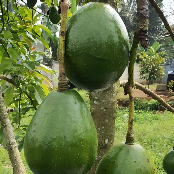 bibit buah alpukat