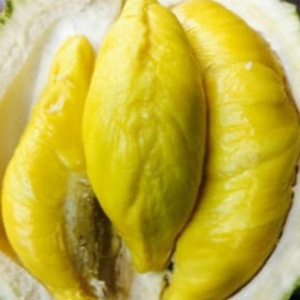 bibit buah durian