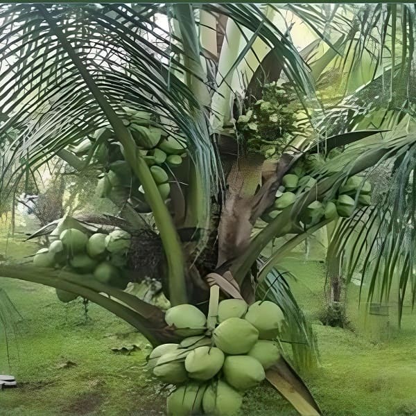 bibit buah kelapa kopyor