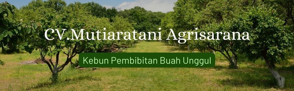 KEBUN BIBIT MUTIARATANI