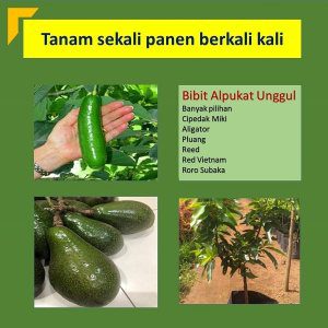 jual bibit alpukat terdekat