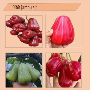 jual bibit jambu air terdekat