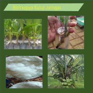 jual bibit kelapa kopyor terdekat