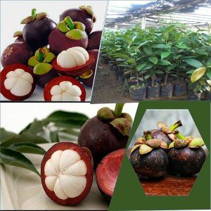 jual bibit manggis terdekat