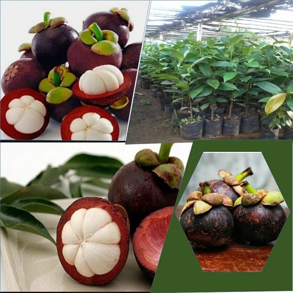 jual bibit manggis terdekat