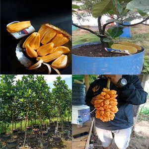 jual bibit nangka terdekat