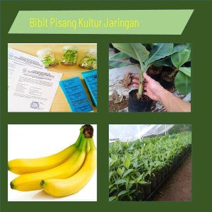 jual bibit manggis terdekat