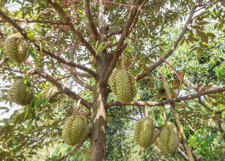 Kenapa Tanaman Anda Belum Berbuah ?